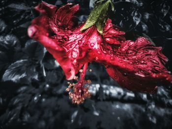 Close-up of wet red hibiscus flower