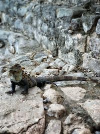 View of lizard on rock