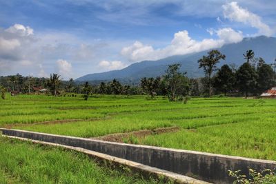 Scenic view of agricultural field against sky