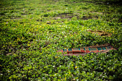 Plant growing in a garden