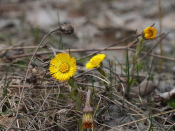 Close-up of yellow flowering plant on field