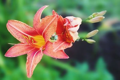 Close-up of flowers