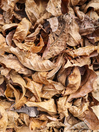 Full frame shot of dried leaves