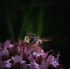 Close-up of bee pollinating on pink flower