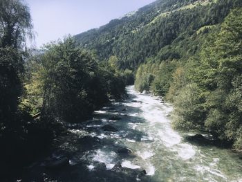 River flowing amidst trees in forest against clear sky