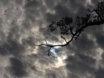 Low angle view of silhouette tree against storm clouds