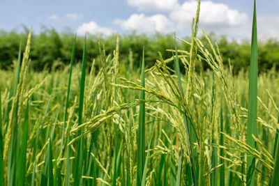 Close-up of wheat growing on field against sky