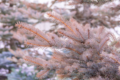 Close-up of pine tree during winter