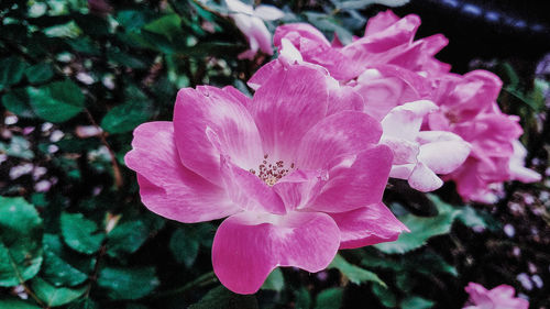 Close-up of pink rose flower