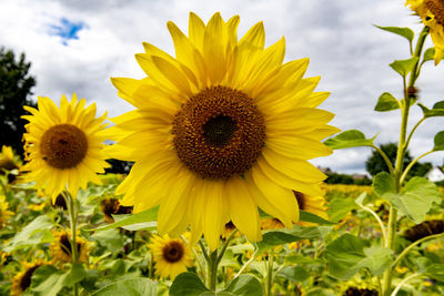 sunflower