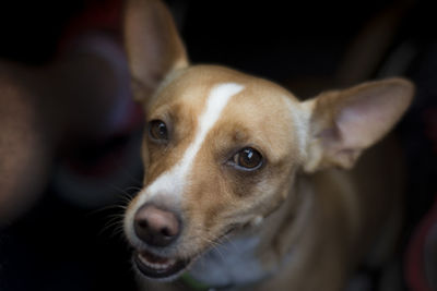 Close-up portrait of dog looking away