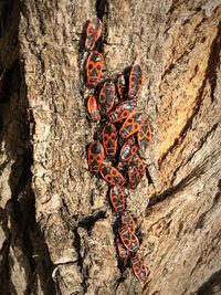 Close-up of insect on tree trunk