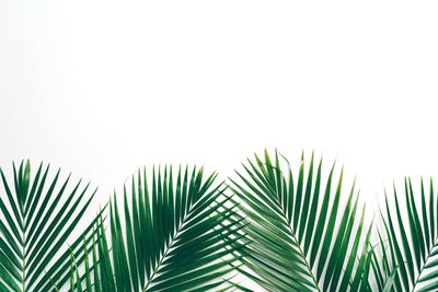 Close-up of palm leaves against clear sky