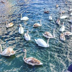 High angle view of swans swimming in lake