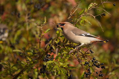 Close-up of bird perching on branch