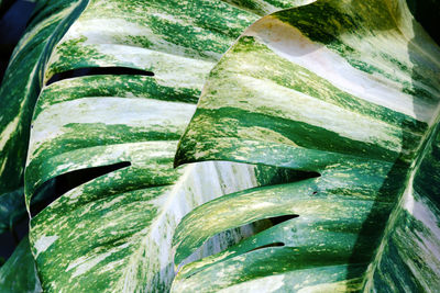 Full frame shot of vegetables