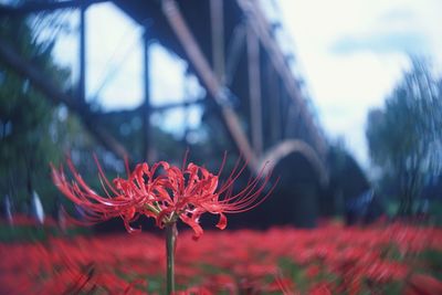 Close-up of red flower against sky