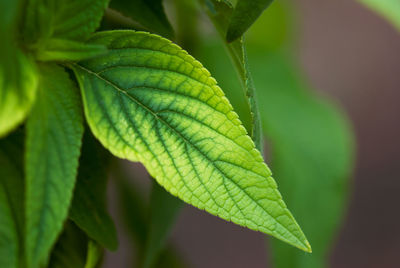 Close-up of green leaves