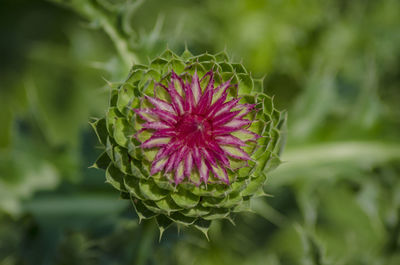 Close-up of pink flowering plant