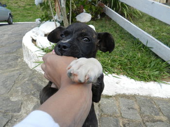 Person holding dog