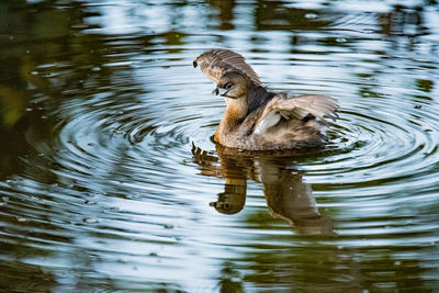 View of duck swimming in lake