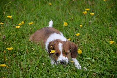 Dog on field