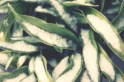 Close-up of plant