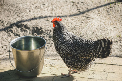 Close-up of a white and black chicken next to a grey bucket
