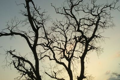 Low angle view of silhouette bare tree against clear sky