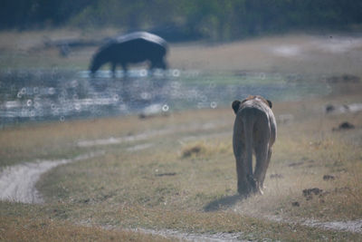 View of elephant on land