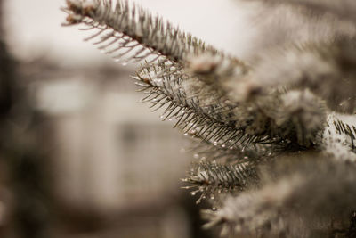 Close-up of frost during winter