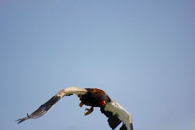 Low angle view of bird flying against clear sky