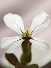 Close-up of flower blooming outdoors