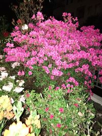 Pink flowers growing on plant