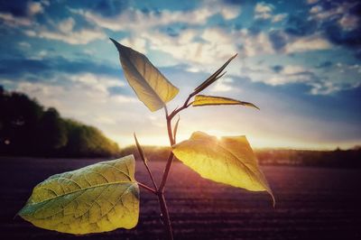 Close-up of leaves on plant against sky during sunset