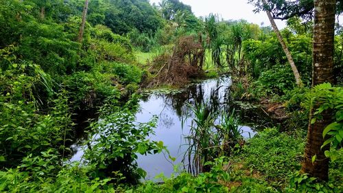 Scenic view of lake in forest against sky