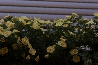 Close-up of yellow flowers growing in field