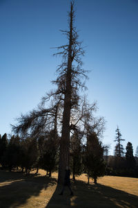 Trees against clear sky