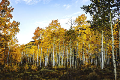 Low angle view of trees against sky