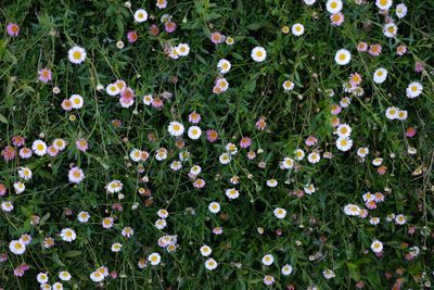 High angle view of flowering plants on field