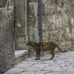 Side view of a cat against wall