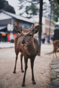 Deer standing in park