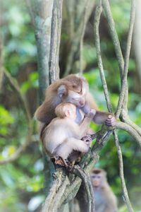 View of monkey sitting on branch