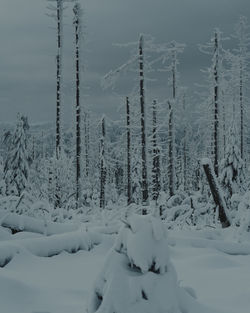 Scenic view of snow covered land and trees