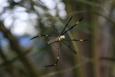 Close-up of insect on spider web