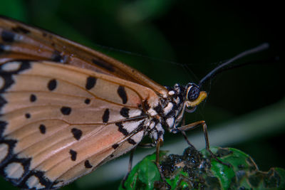 Close-up of butterfly on leaf