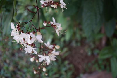 Close-up of white cherry blossoms in spring