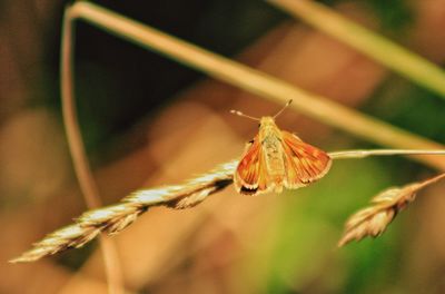 Close-up of insect