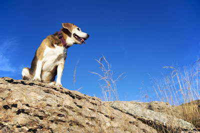 Old beagle dog sitting on the rocks in mountain peak, sniff out wild animals