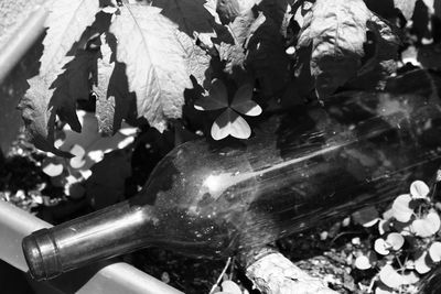 Close-up of water drops on leaf